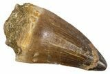 Fossil Mosasaur (Thalassotitan) Tooth - Morocco #345105-1